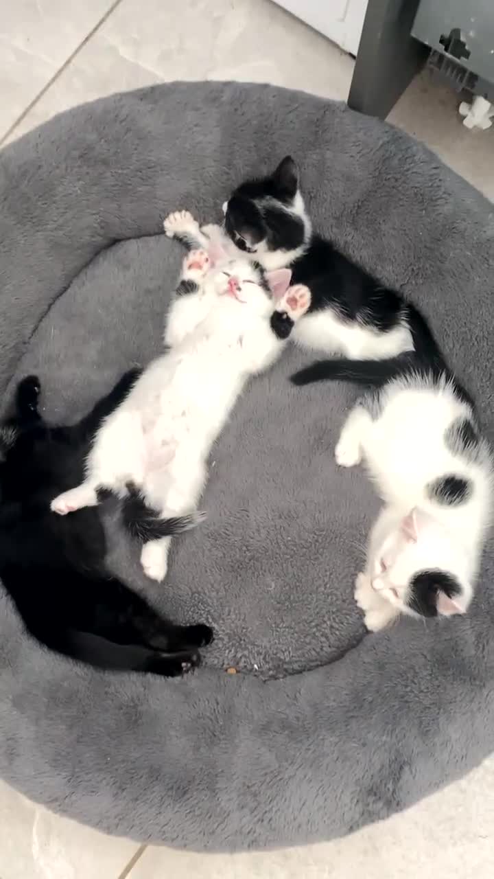 Mixed Breed cats for sale: Four beautiful kittens ready to go to a great home - Video 1