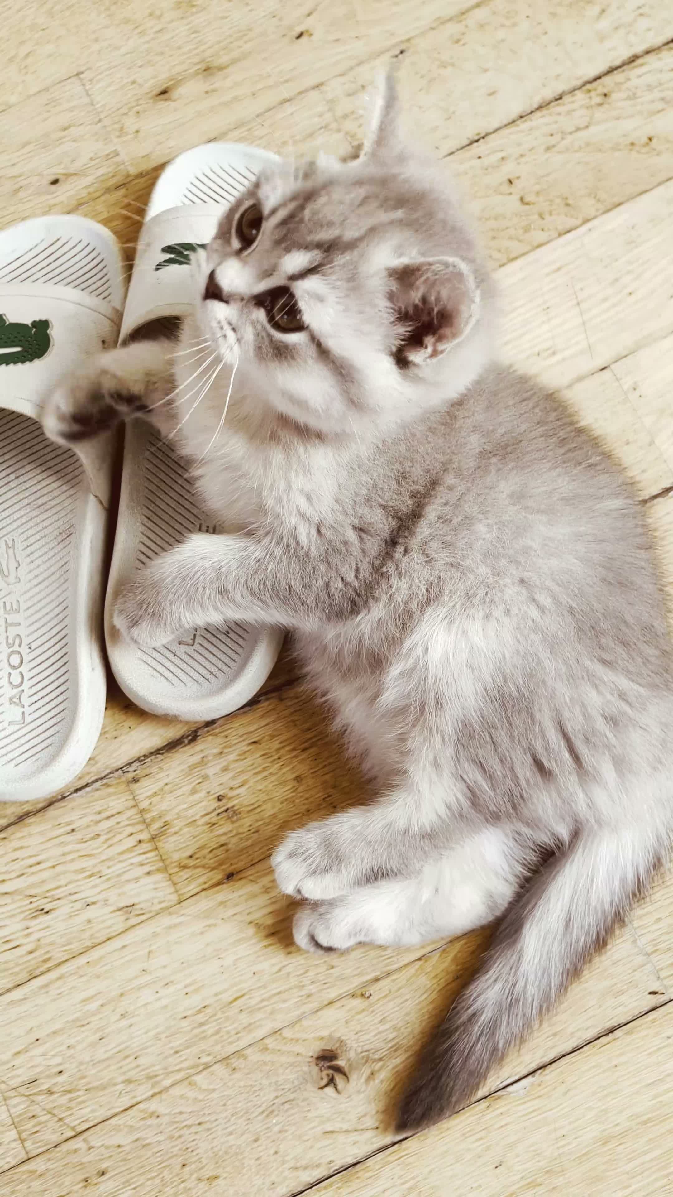 British Shorthair cats for sale: A Girl Available- GCCF/TICA British Shorthair  - Video 1