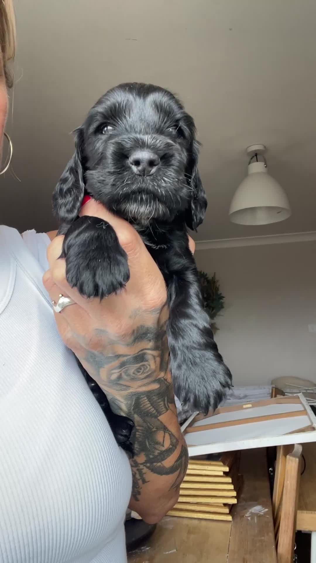 Cockapoo dogs for sale: Cockapoo puppies  - Video 1