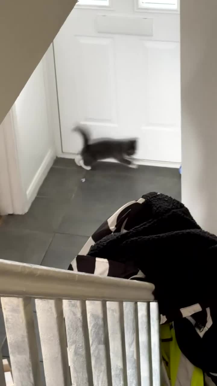 Ragdoll cats for sale: Tinkerbell  in Pontypridd - Video 2