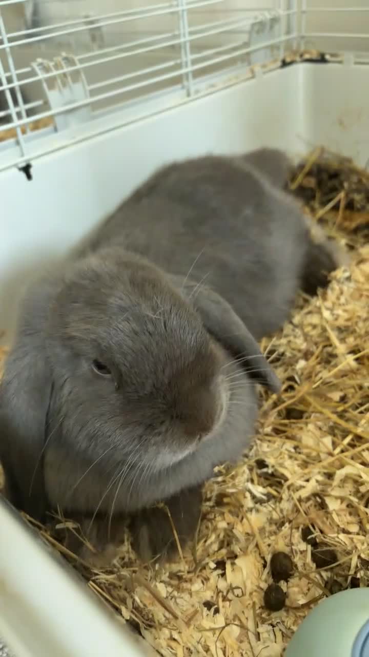 Mini Lop rabbits for sale: Female Rabbit Mini Lop - Video 2