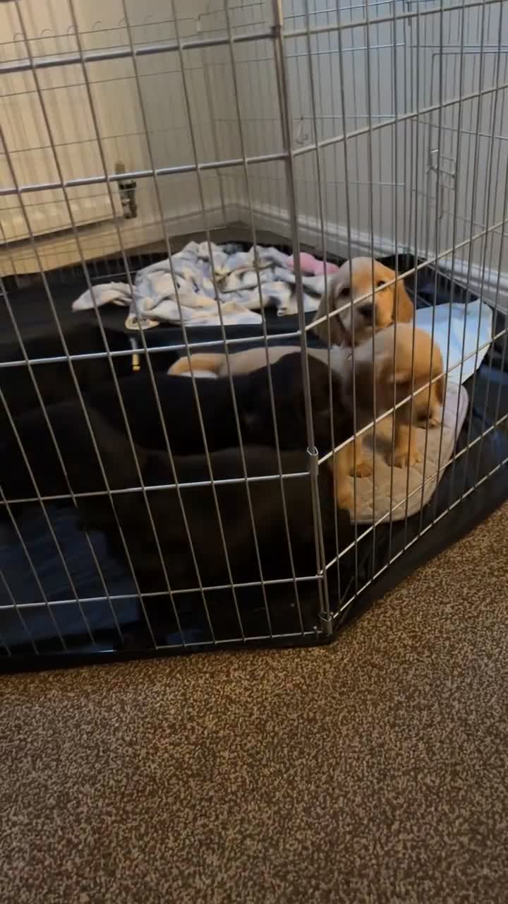 Cocker Spaniel dogs for sale: Cocker spaniel puppies for sale  - Video 1