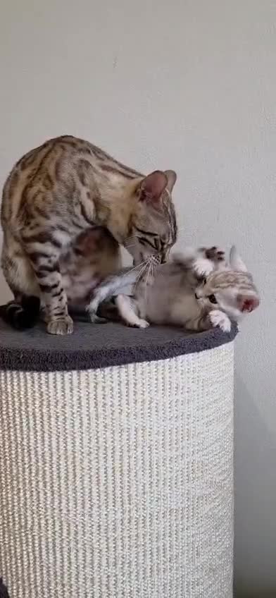 Bengal cats for sale: Pure Bengals Stunning Colour-ready for rezervation - Video 5