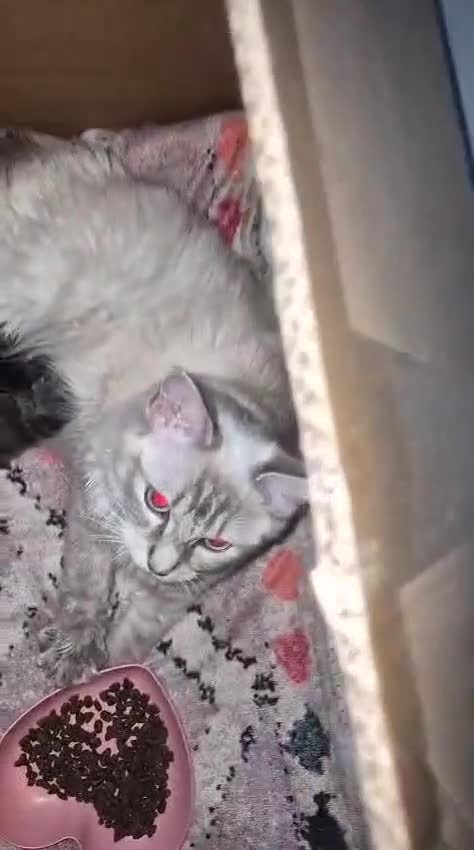 Mixed Breed cats for sale: Ragdoll mixed  in London - Video 2
