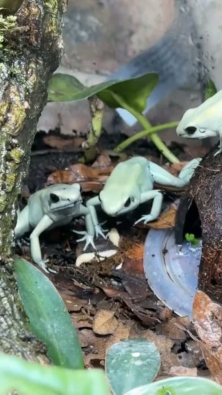 Frog reptiles for sale: Trio of Phyllobates Terribilis in Leek - Video 1