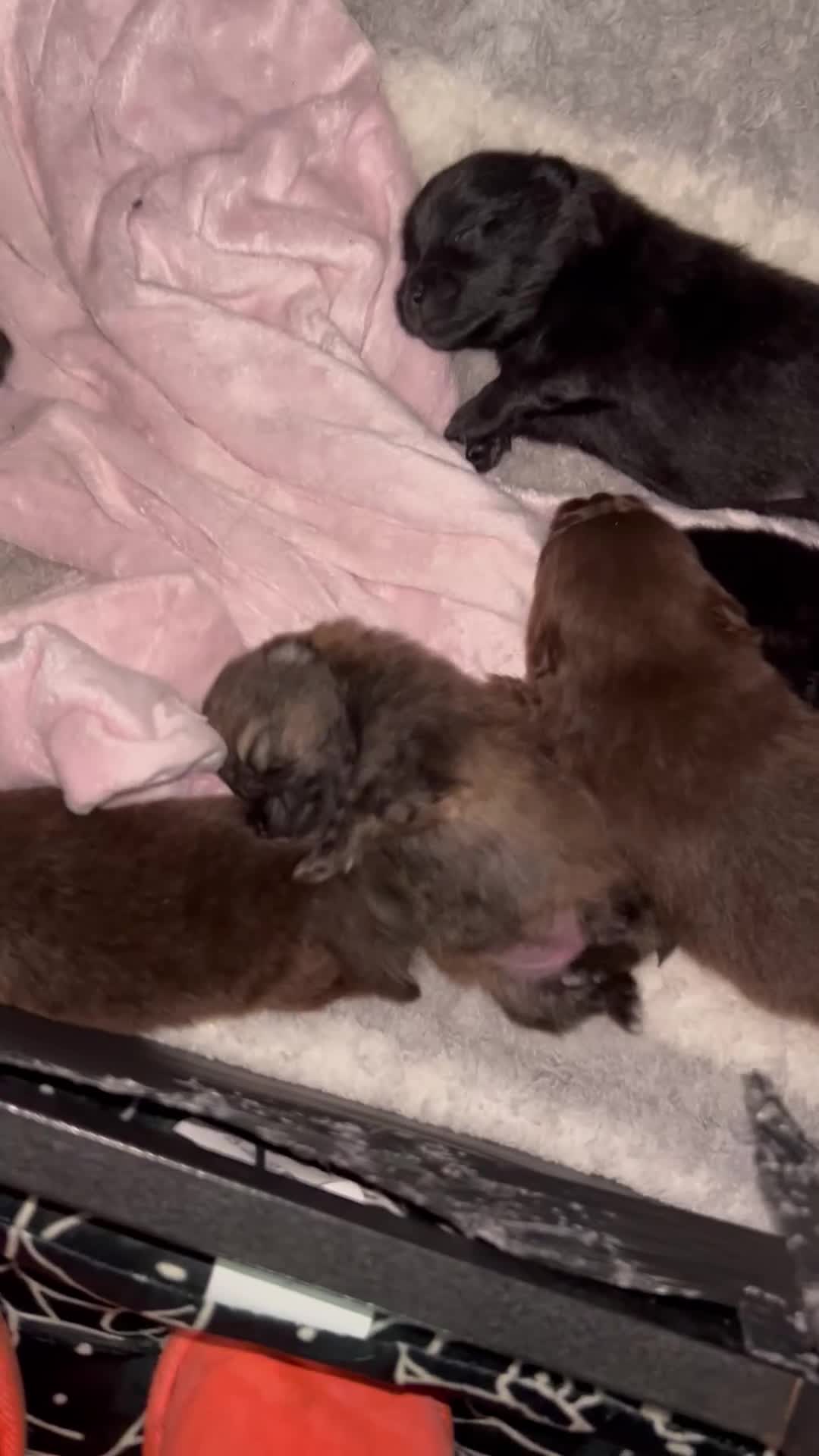 Pomeranian dogs for sale: Purebred fluffy Pomeranian puppies mum Russian! - Video 3