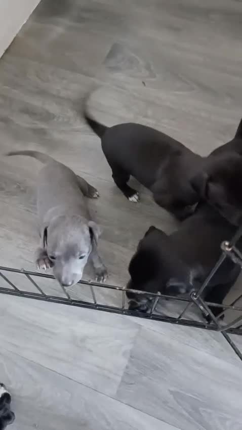 Italian Greyhound dogs for sale: Beautiful Italian greyhounds - Video 3
