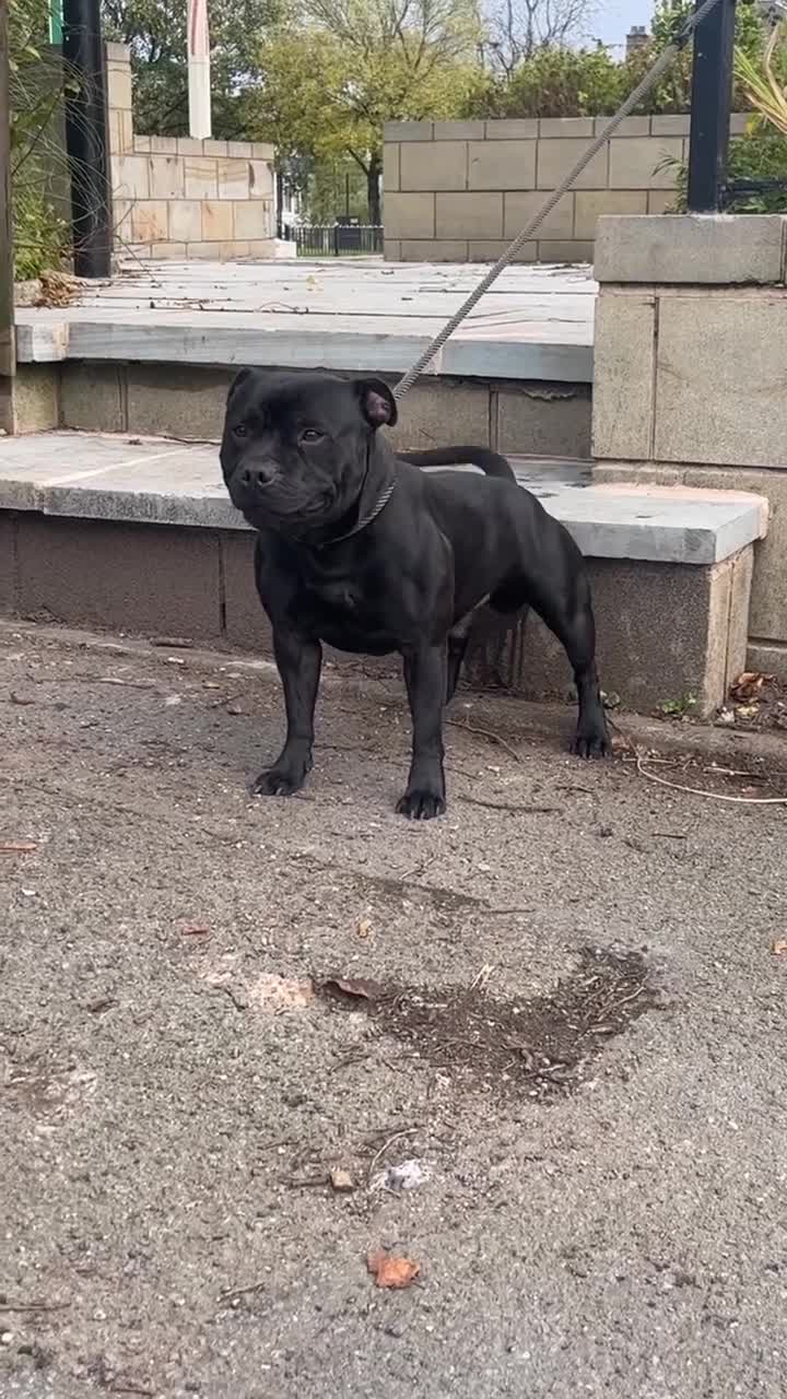 Staffordshire Bull Terrier dogs for stud: *ULTIMATE STUD PACKAGE DEAL* KASSIUS BEST UK BLACK in Manchester - Video 4