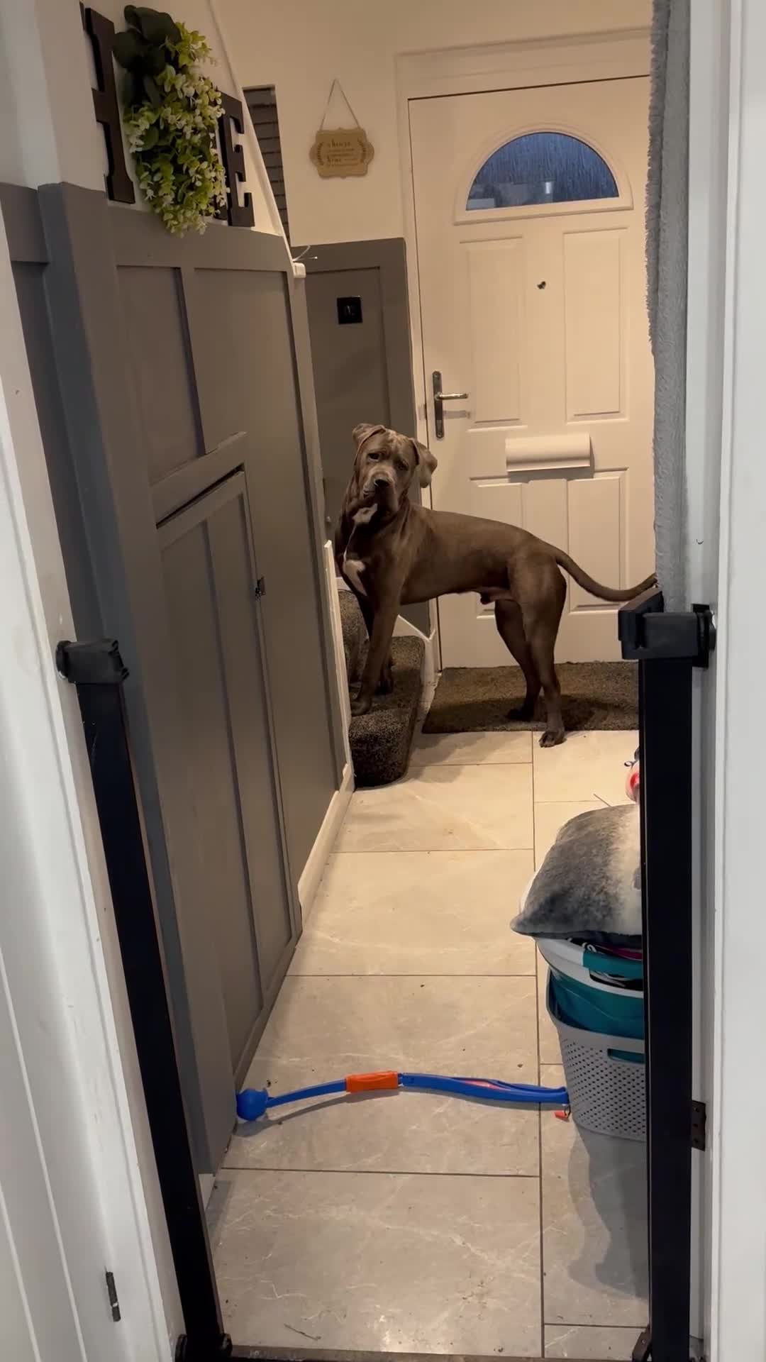 Cane Corso dogs for sale: Beautiful blue cane corso male  - Video 1