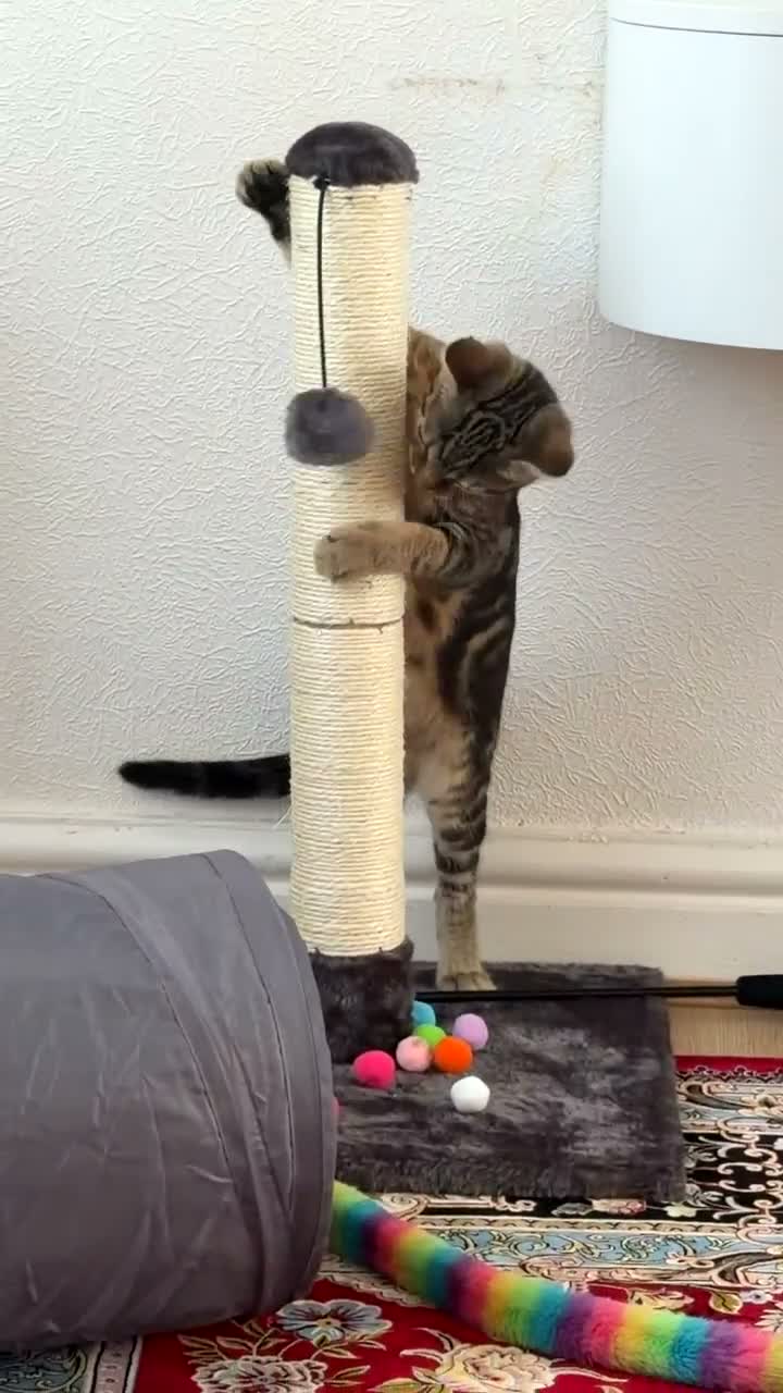 Mixed Breed cats for sale: Loving 7Month-Old Kitten Looking for a ForeverHome in Heywood - Video 1
