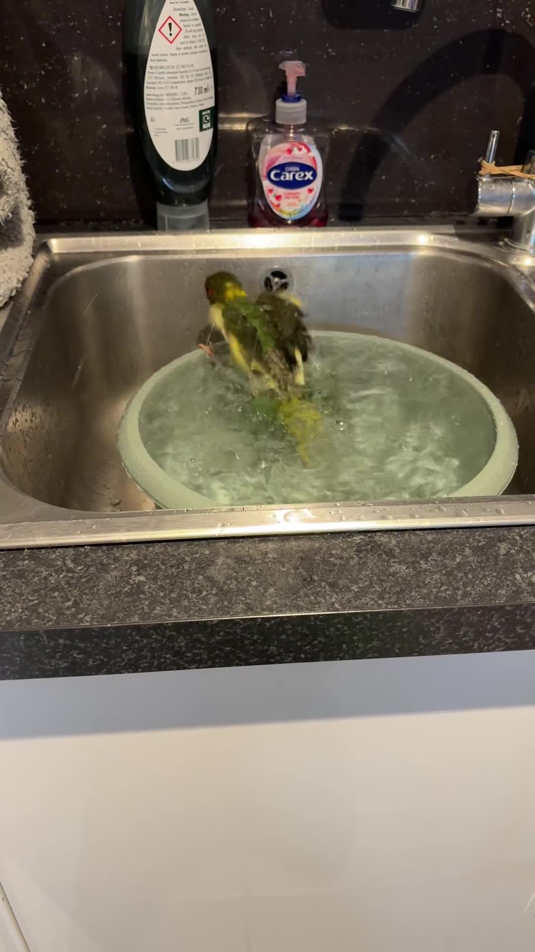 Parakeets birds for sale: Kakariki girl with cage  - Video 1