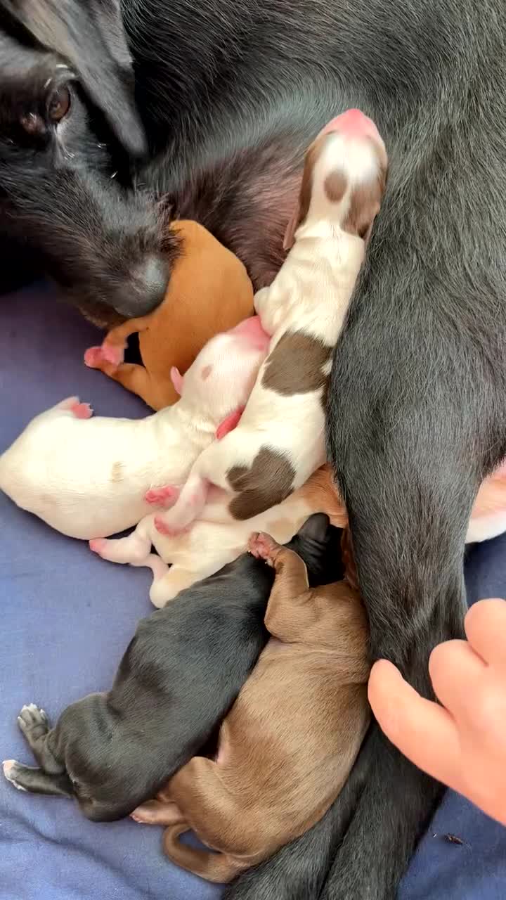 Mixed Breed dogs for sale: Patterdale/cocker spaniel puppies  - Video 2
