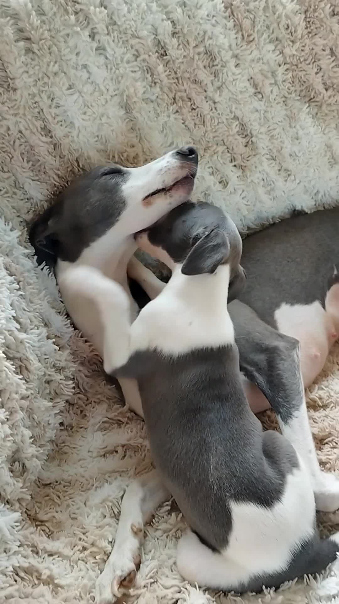 Whippet dogs for sale: Stunning coloured whippet puppies  - Video 1