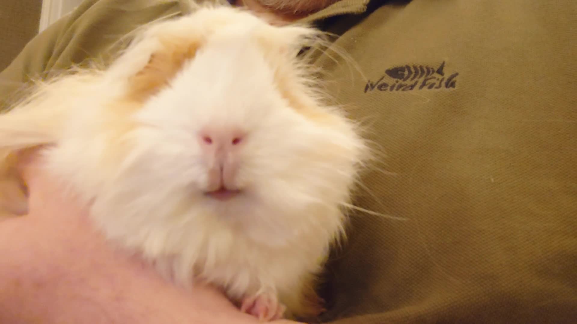 Guinea Pig rodents for sale: Pure bred Peruvian Guinea pigs females - Video 3