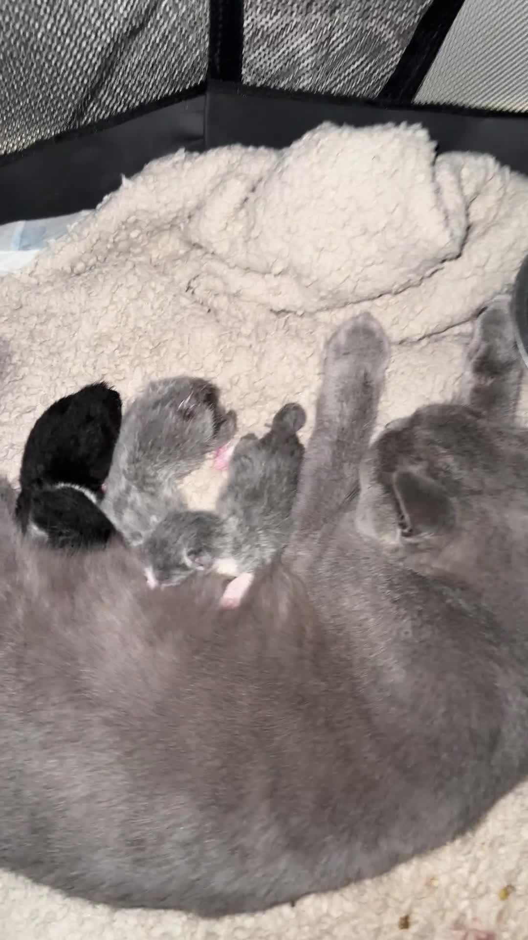 British Shorthair cats for sale: Playful British Shorthair Kittens  - Video 2