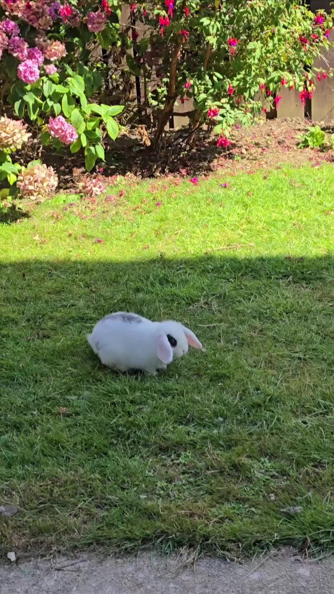 Mini Lop rabbits for sale: Gorgeous Mini lop baby girl ready now  - Video 1