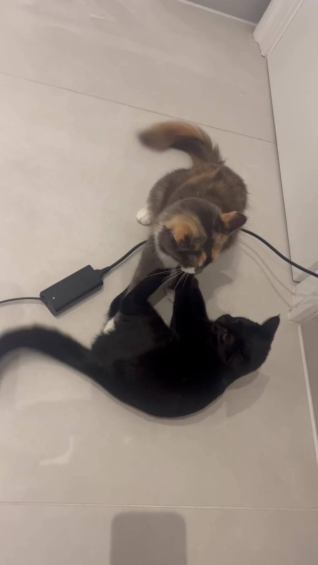 British Shorthair cats for sale: Beautiful black kitten - Video 1