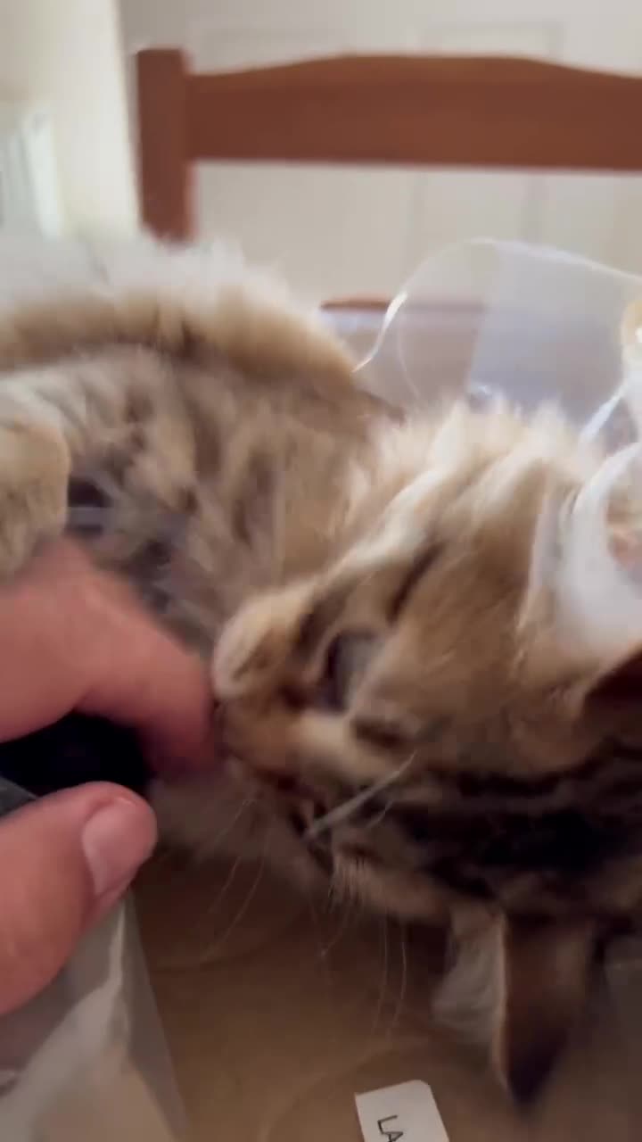 Siberian cats for sale: Beautiful Siberian Kittens Available from Tunguska in Loughborough - Video 1