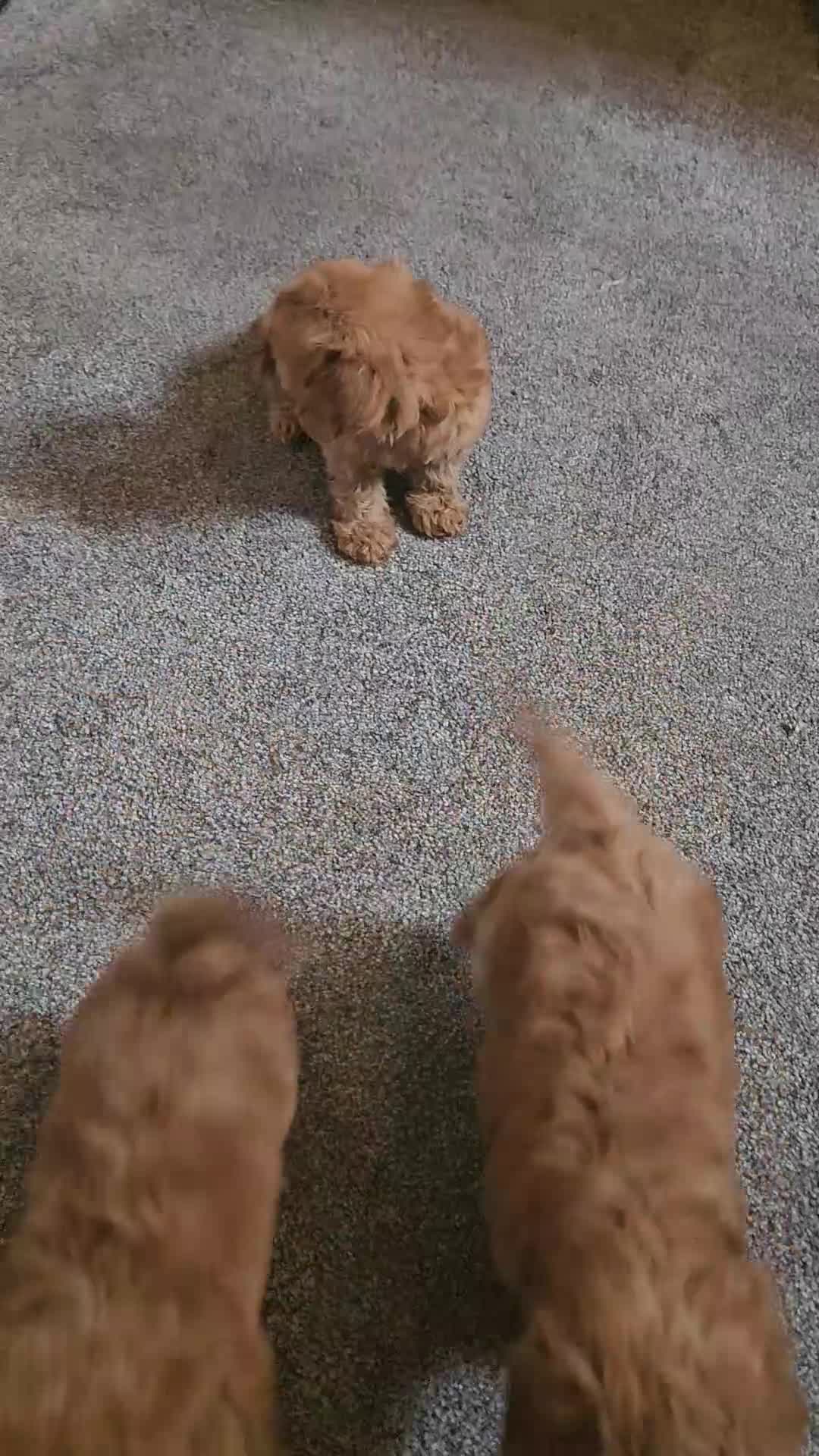 Cavapoo dogs for sale: Cavapoo Deep Red Puppies  - Video 1