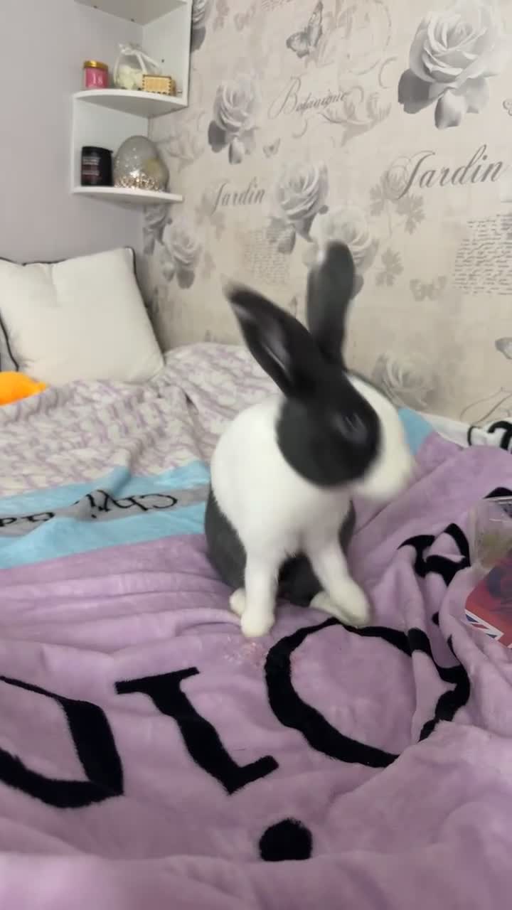 Mini Lop rabbits for sale: 1 MINI LOP MALE/ 1 CROSS FEMALE/ NEUTURED - Video 1