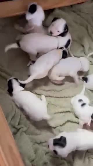 Mixed Breed dogs for sale: long haired Boxapoints - Video 2