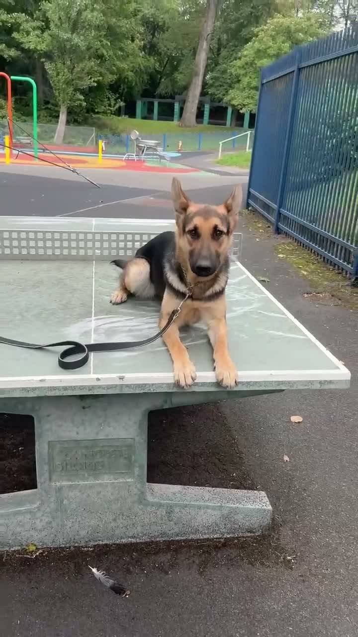 German Shepherd dogs for sale: KC Registered Young Female GSD – Trained - Video 1