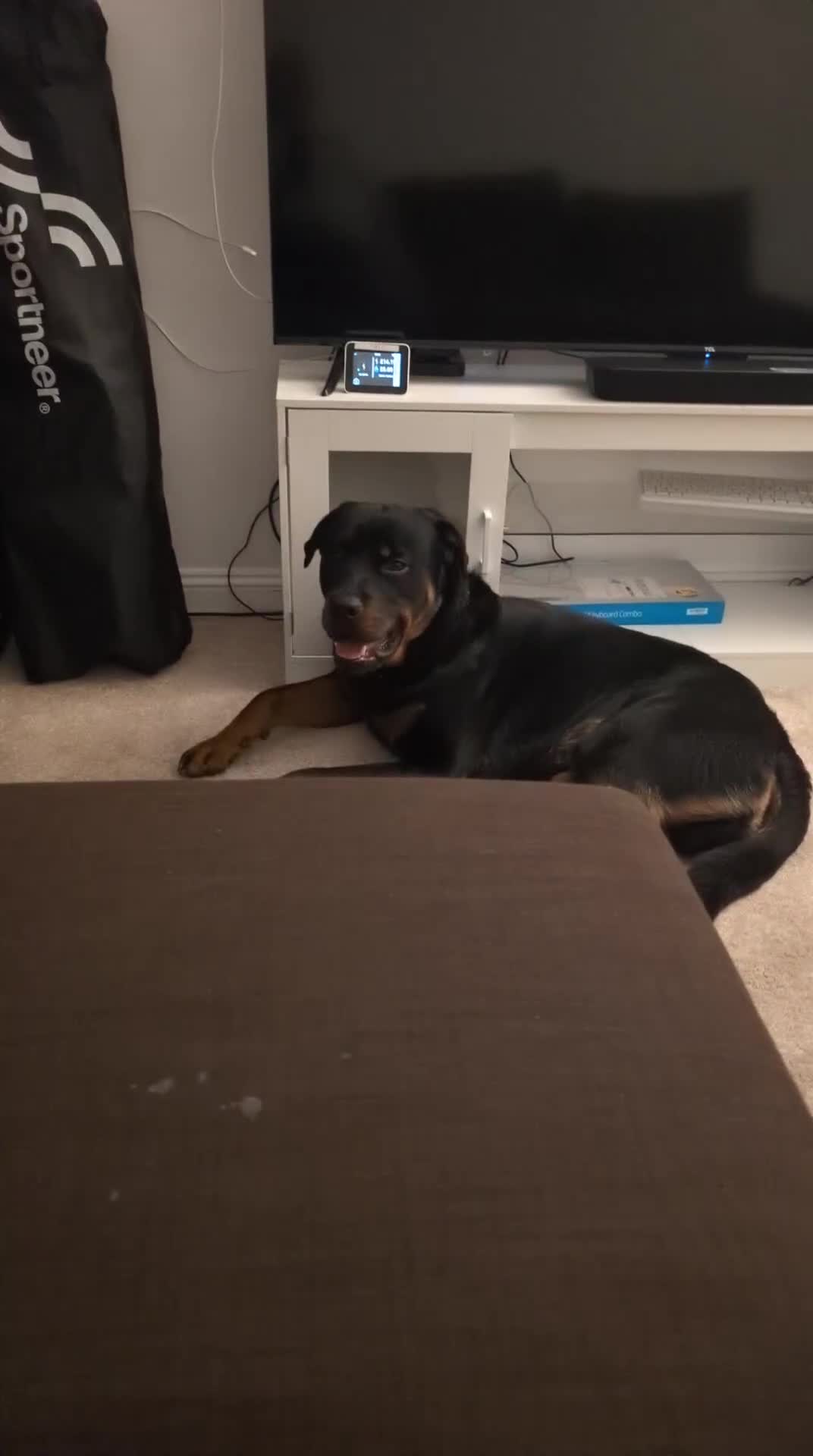 Rottweiler dogs for sale: Max 10 month old Rottweiler boy  - Video 1