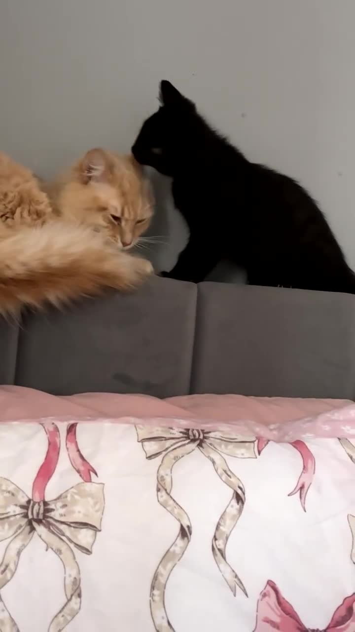 Mixed Breed cats for sale: Kittens for sale  - Video 1