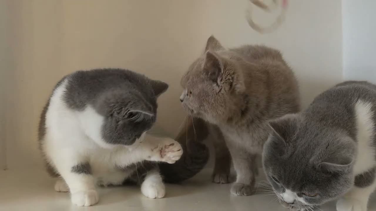 British Shorthair cats for sale: Adorable GCCF REG BSH - ready to leave - Video 1