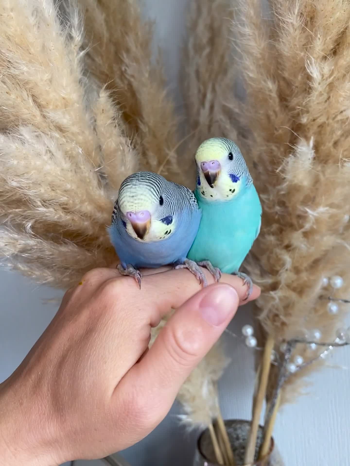 Budgerigars birds for sale: Hand Tame Baby budgie - Video 1