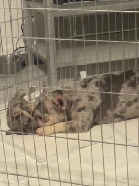 French Bulldog dogs for sale: French bulldog puppies  - Video 4