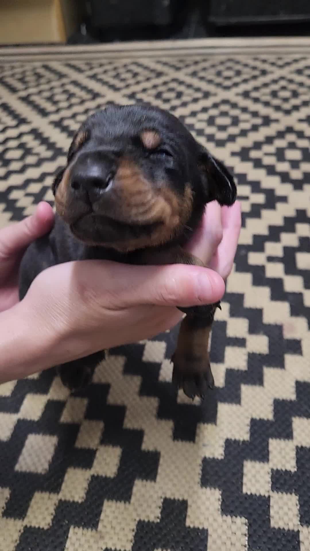 Dobermann dogs for sale: Doberman puppies beautiful temperament  - Video 1