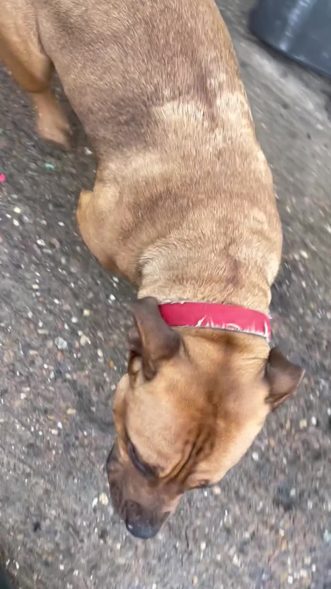 Mixed Breed dogs for sale: Stuffy cross Puppy - Video 1