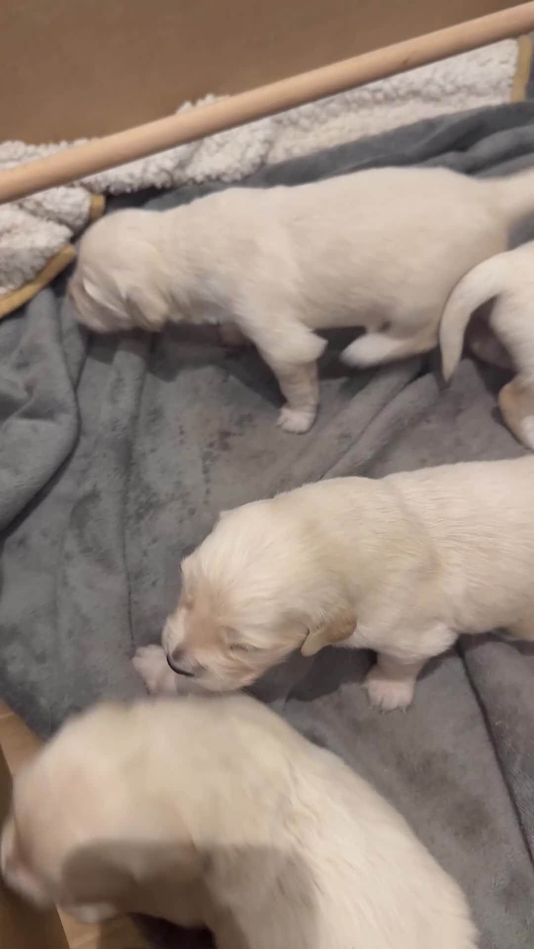 Golden Retriever dogs for sale: Golden retriever puppies - Video 1