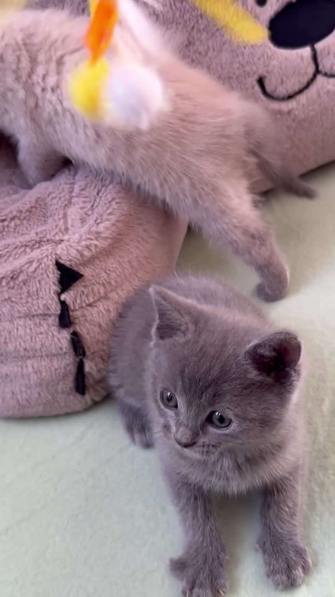 British Shorthair cats for sale: Beautiful British shorthair For Sale  - Video 3