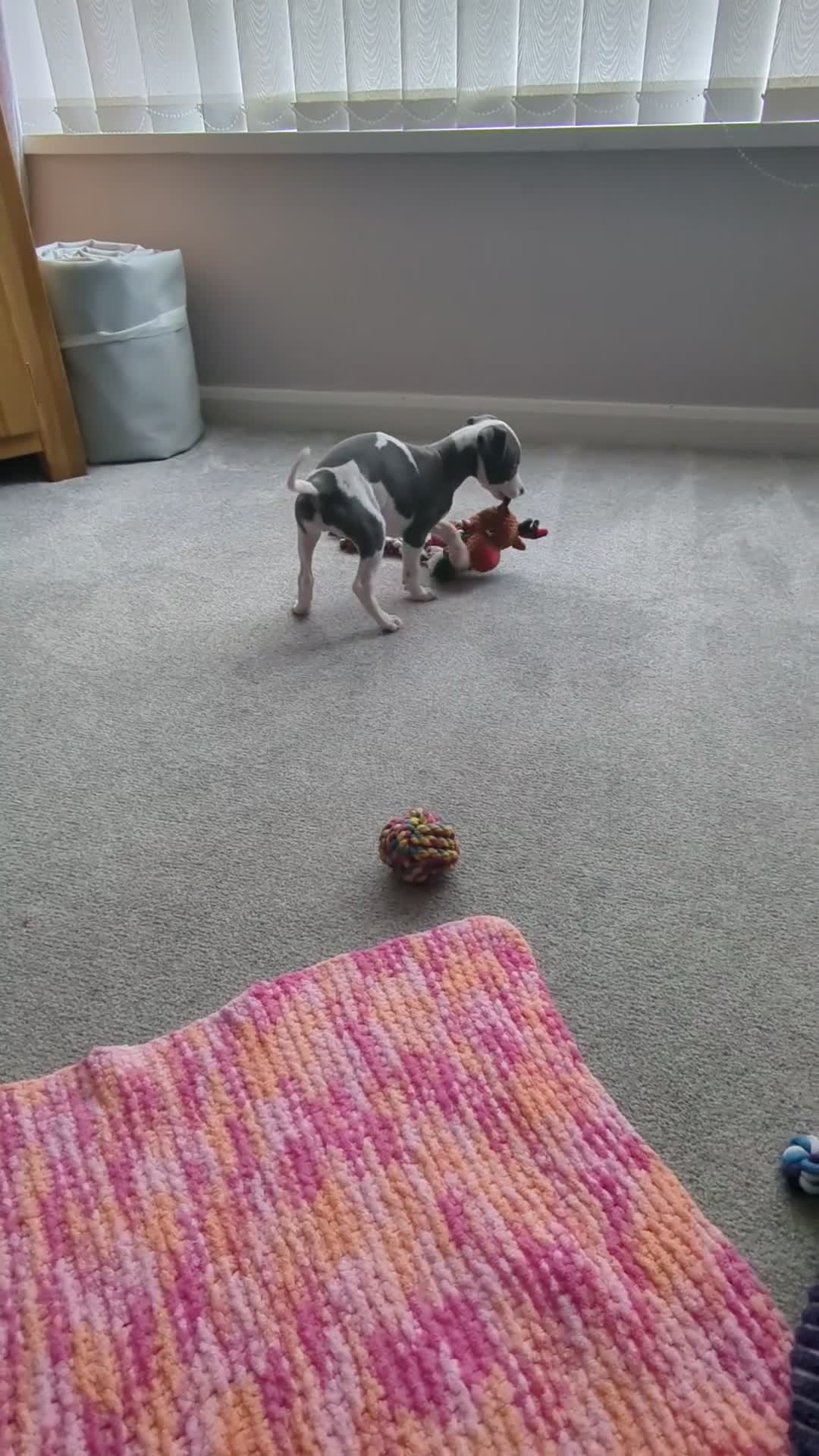 Whippet dogs for sale: Beautiful 12 week old pup seeking forever home - Video 4