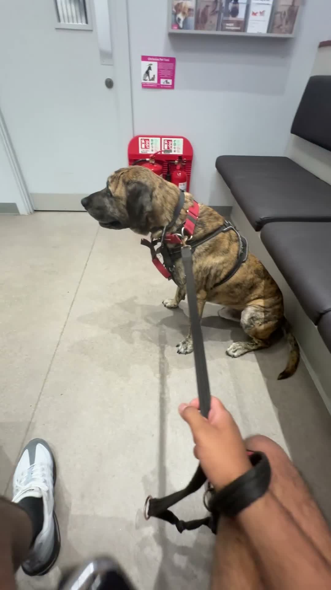 Mixed Breed dogs for stud: Mr Sunny  - Video 2