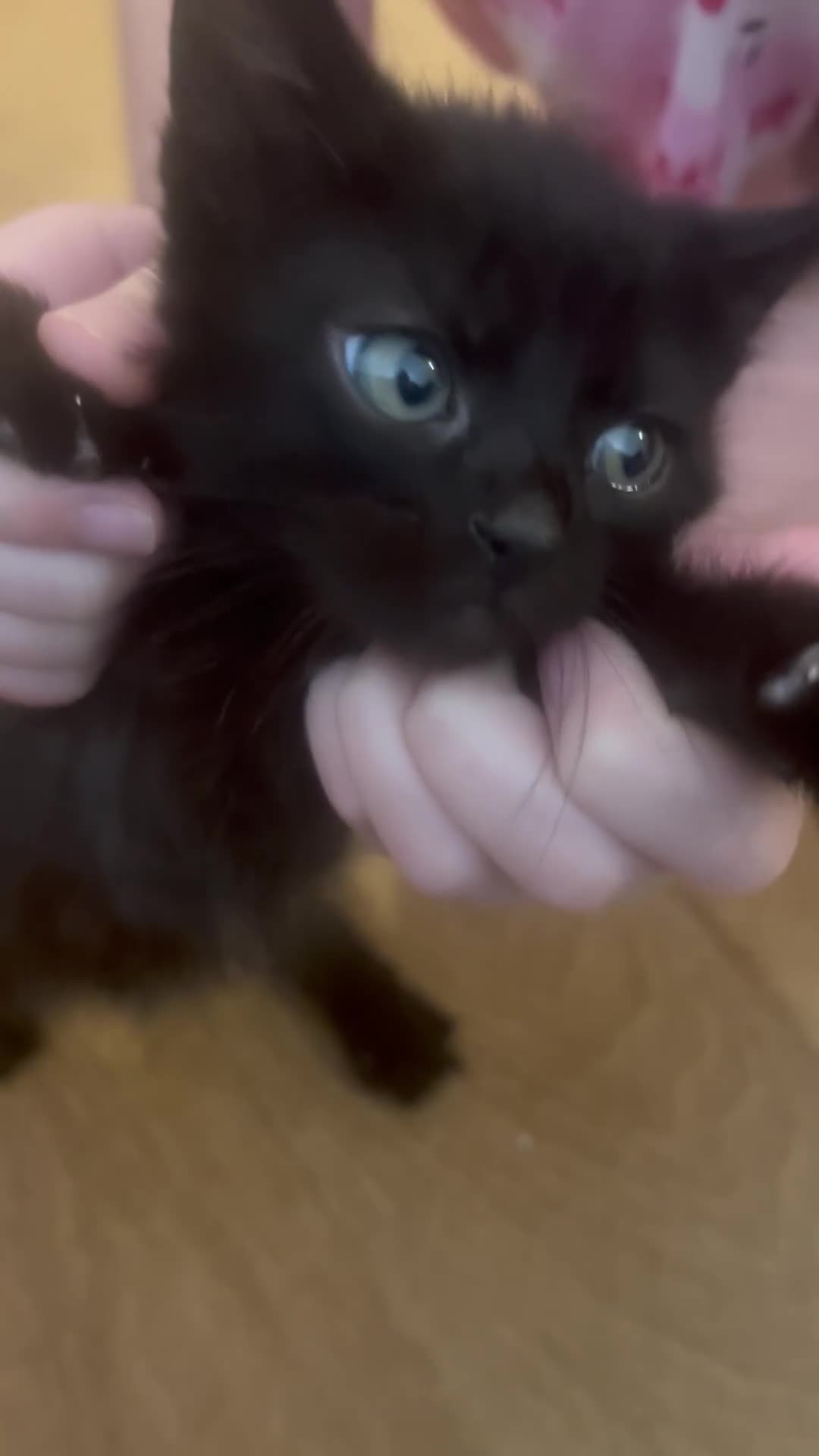 Nebelung cats for sale: Beautiful Long haired black/grey Nebelung kittens - Video 1