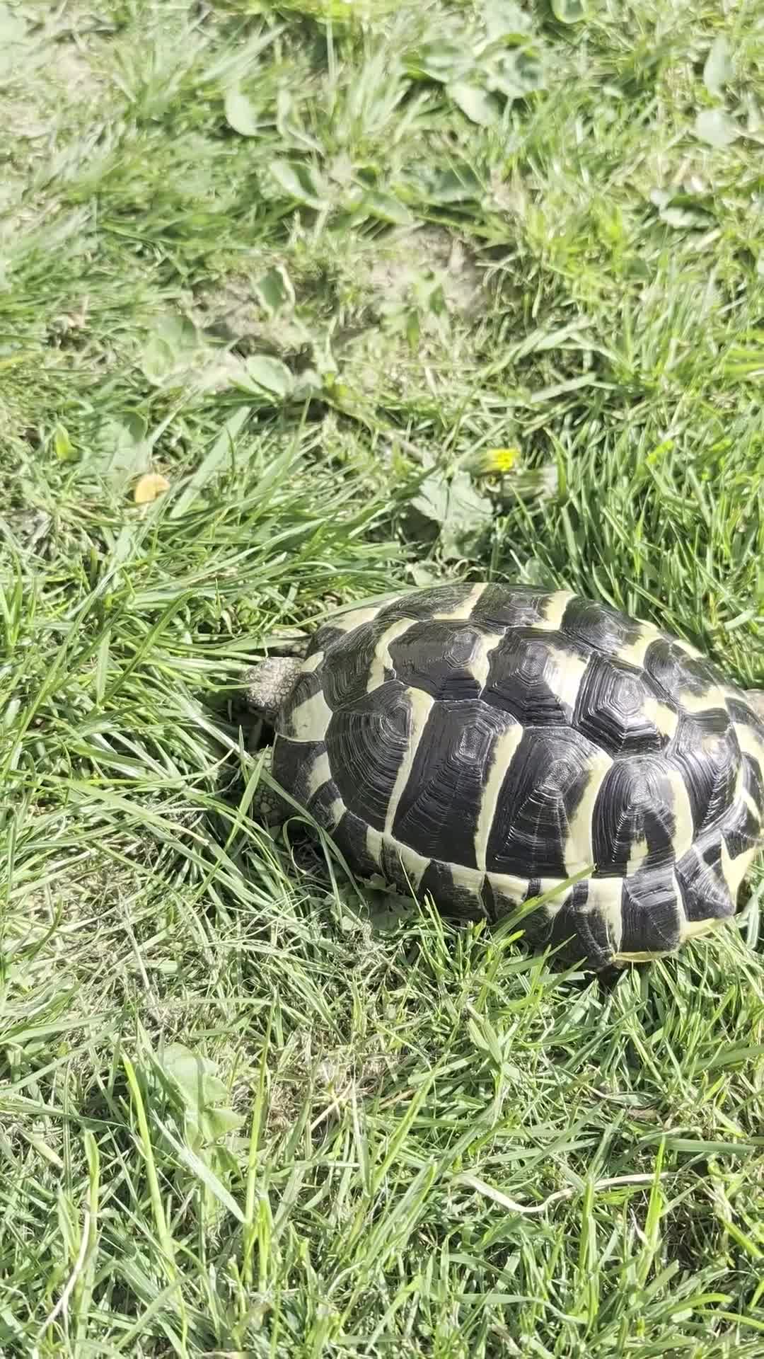 Tortoise reptiles for sale: tortoises - Video 2