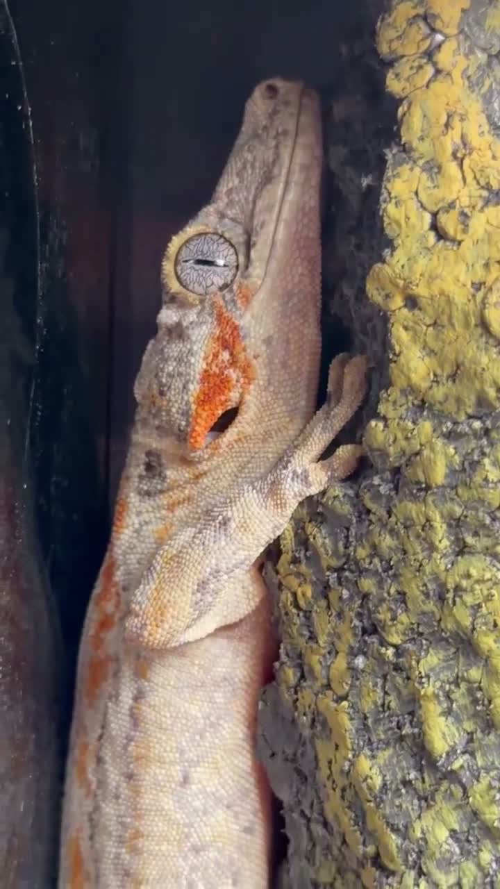 Gecko reptiles for sale: Gargoyle Gecko with enclosure  - Video 2