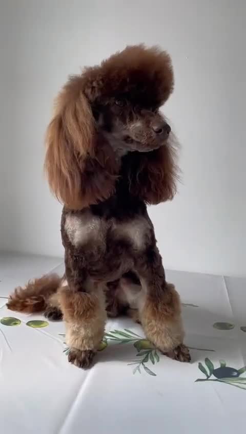 Toy Poodle dogs for stud: ***Kc chocolate phantom none fading *** in Retford - Video 1