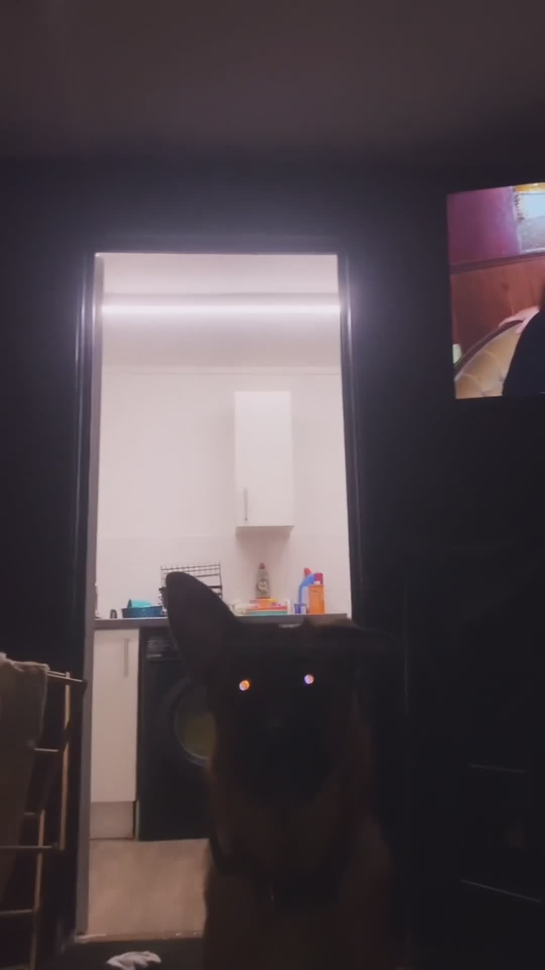 German Shepherd dogs for sale: EX POLICE- HIGH POTECTION GSD FAMOUS BLOODLINE✅ - Video 5