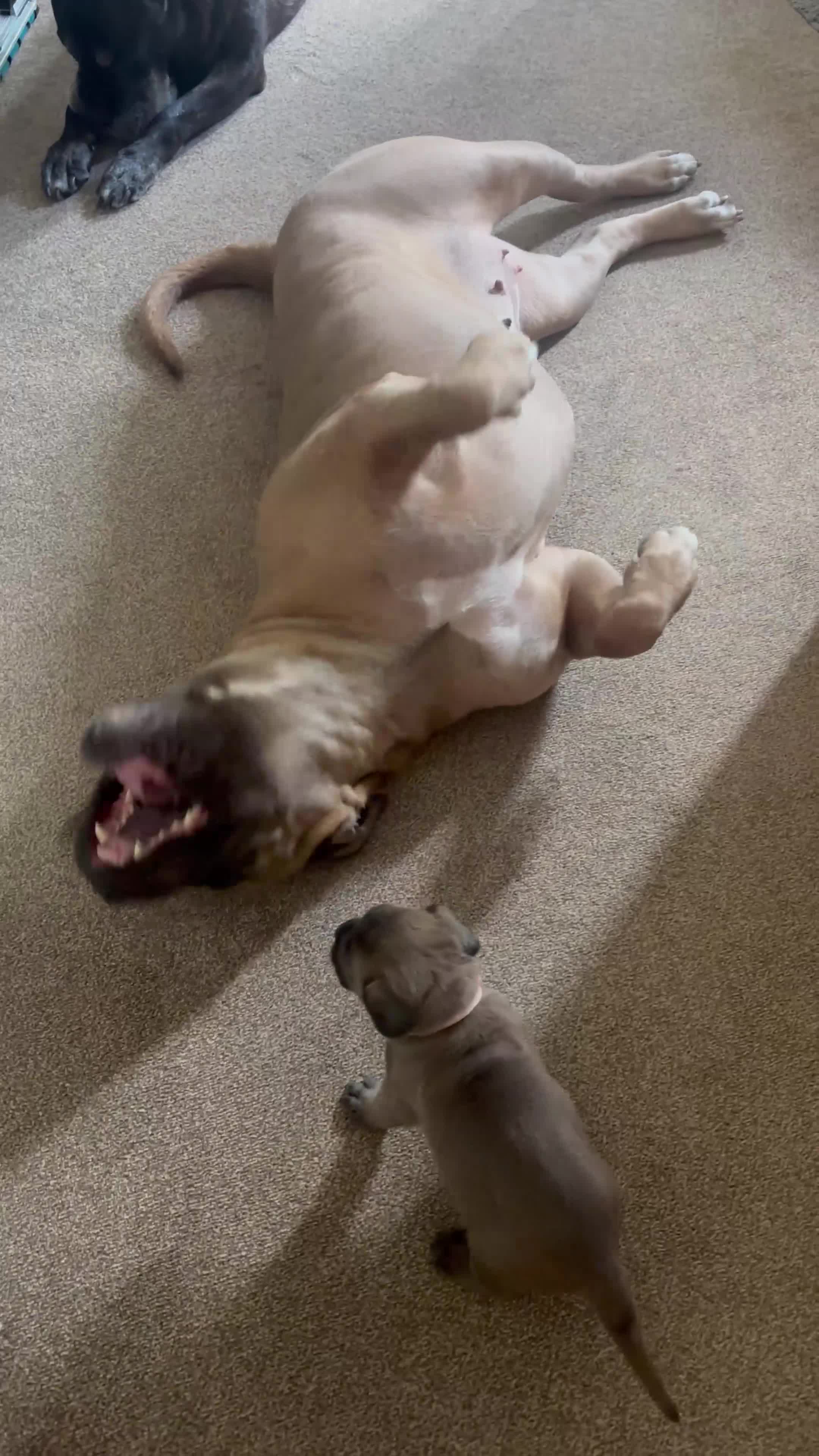 Cane Corso dogs for sale: Stunning Cane Corso puppies - only litter from mum - Video 2