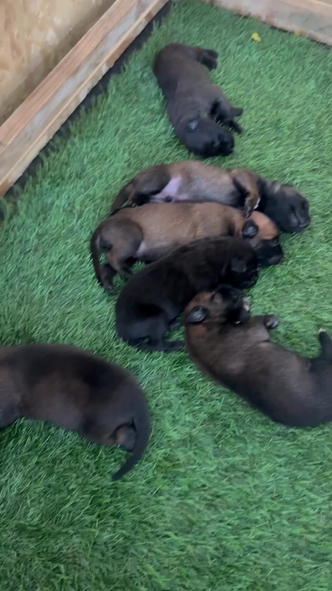 Belgian Shepherd Dog dogs for sale: DARK KC REG BELGIAN MALINOIS PUPPIES - Video 1