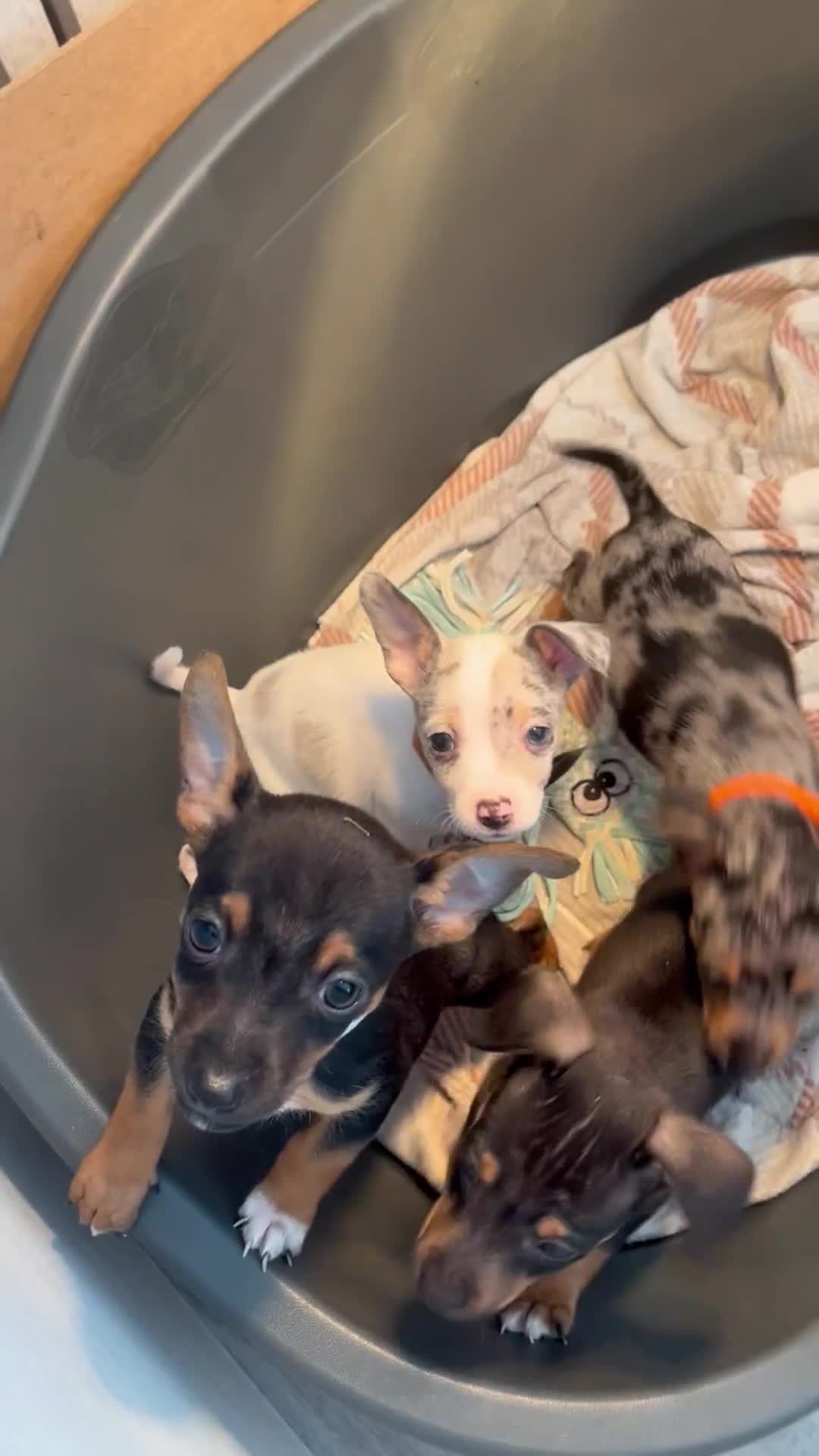 Jack Russell dogs for sale: 3 left!!! Jackrussle puppies - Video 3
