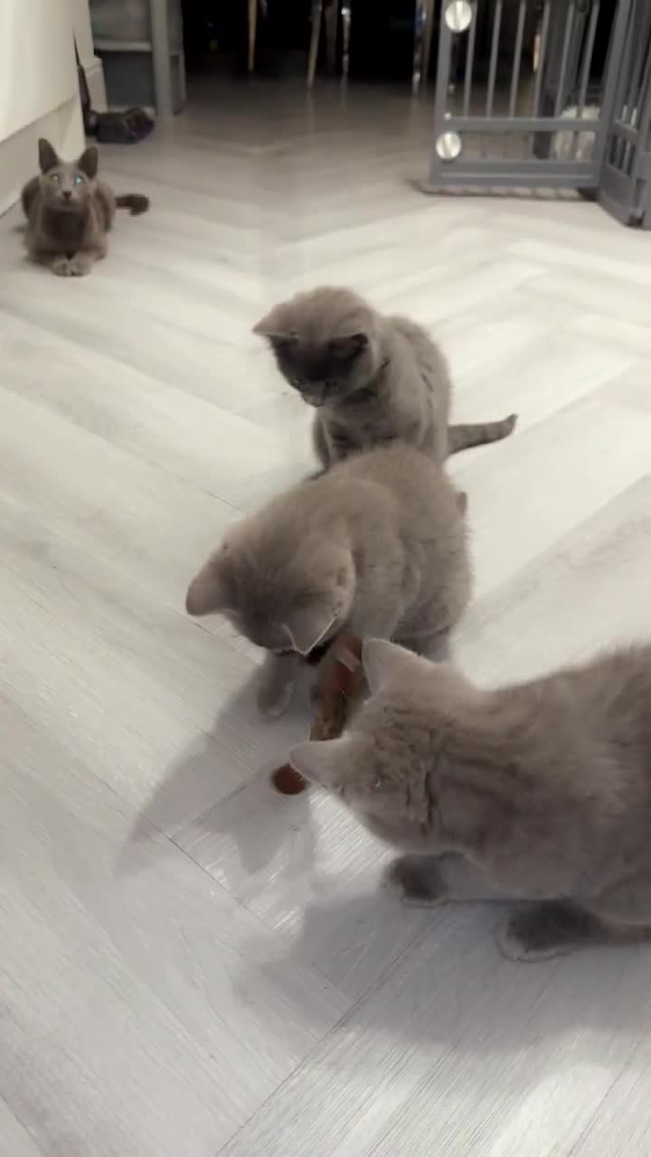 Russian Blue cats for sale: Russian blue kittens 2 males 2 females ready now.  - Video 1