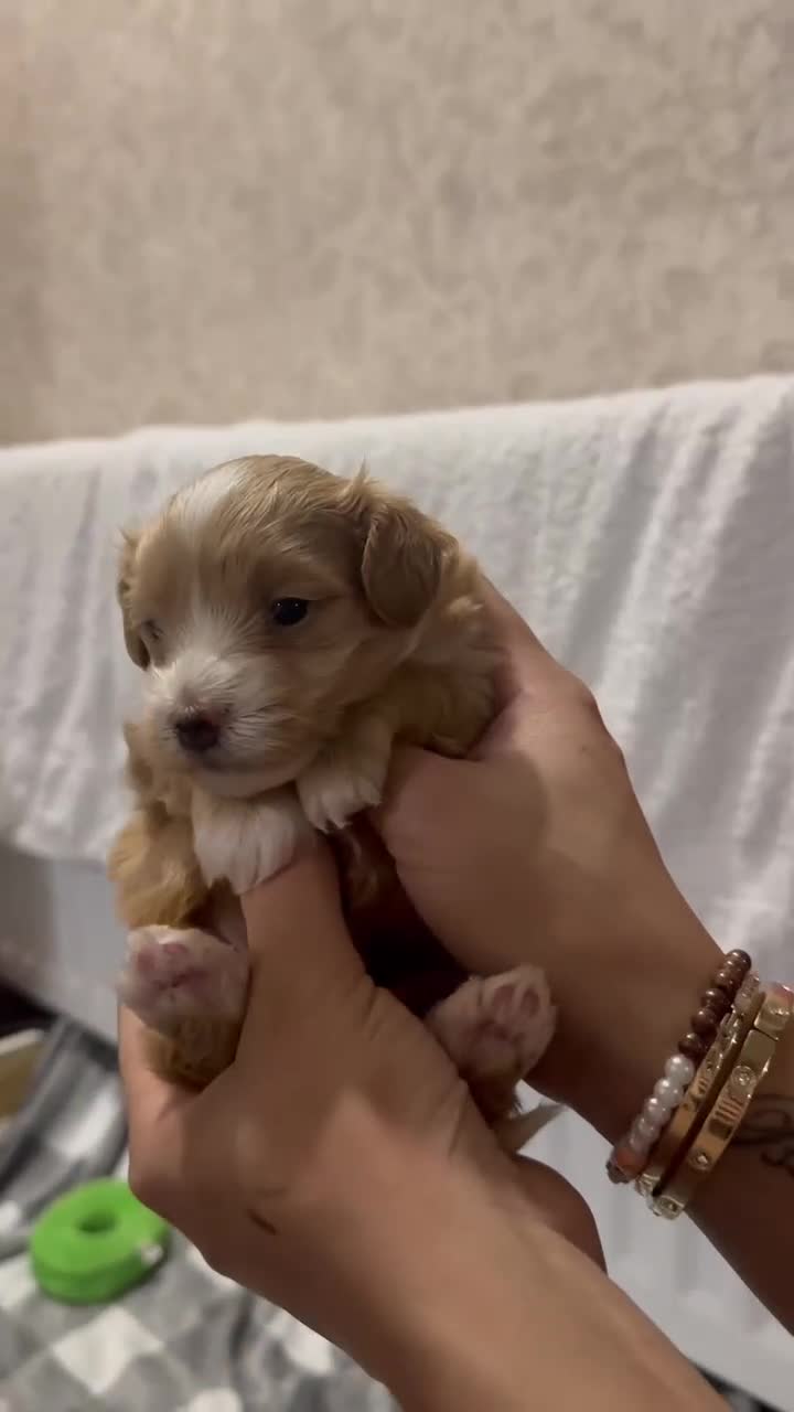 Maltipoo dogs for sale: F1 MALTIPOO BOY🩵🐶 - Video 1