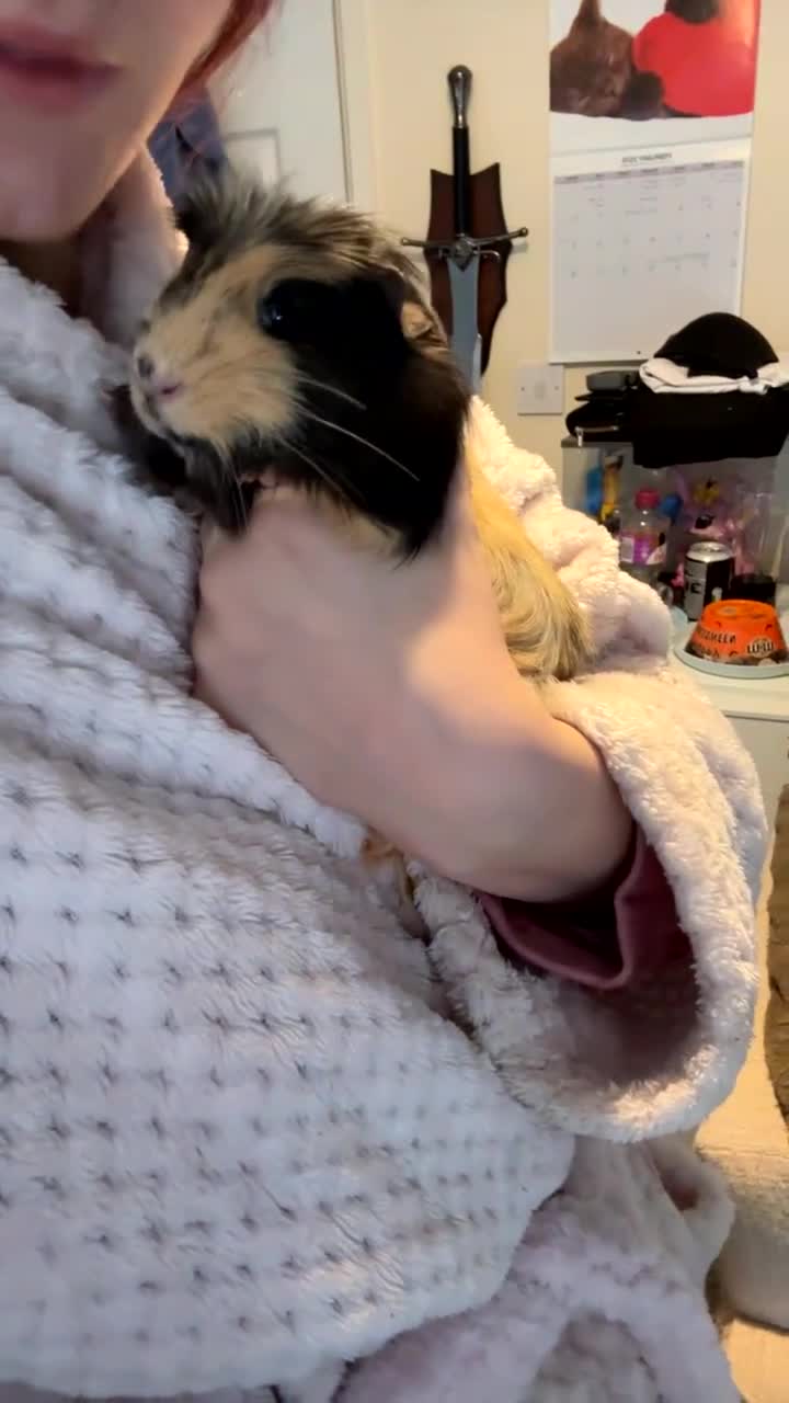 Guinea Pig rodents for sale: 2 Male Shorthaired Guinea Pigs  - Video 1