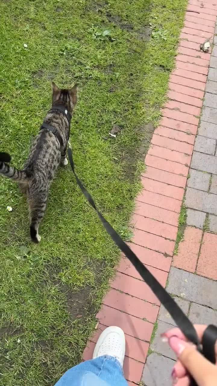 Domestic Shorthair cats for sale: Very Friendly and Vocal Tabby Shorthair  in Wolverhampton - Video 2