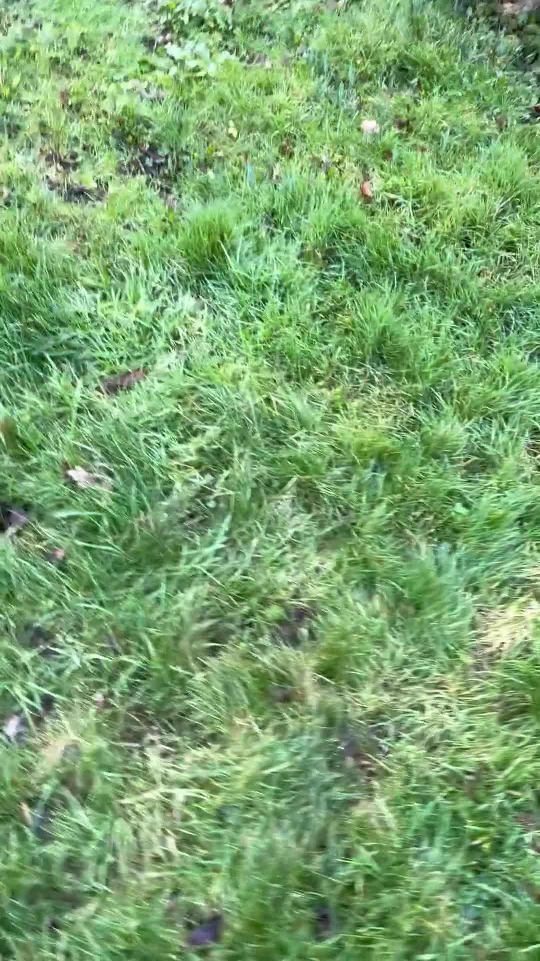 Mixed Breed dogs for sale: Great Dane cross by Golden Retriever  - Video 1